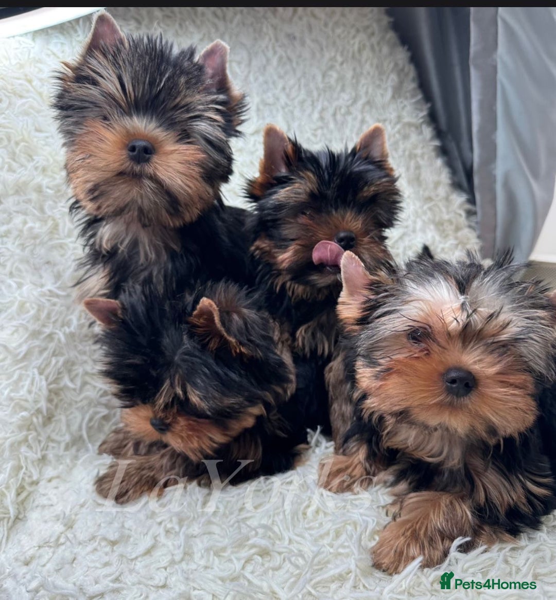 Yorkshire Terrier dogs for sale: Last two puppies ready to go💗🐾 - Advert 8