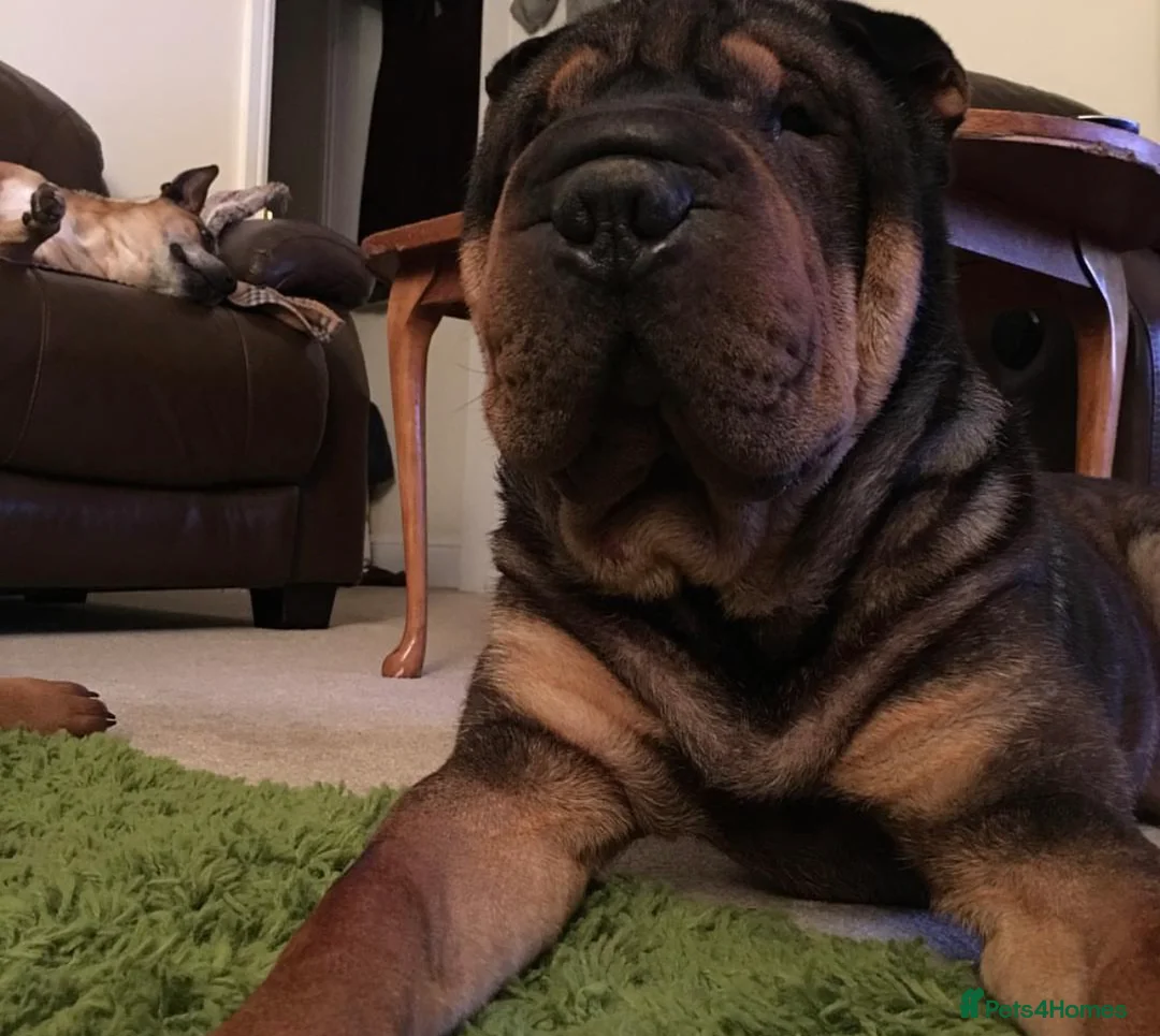 Shar Pei dogs for stud: THE HUSTLER BLACK AND TAN KC  in Scunthorpe - Advert 2