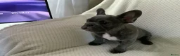 French Bulldog dogs for sale: KC registered adorable french bulldog boy  - Advert 11