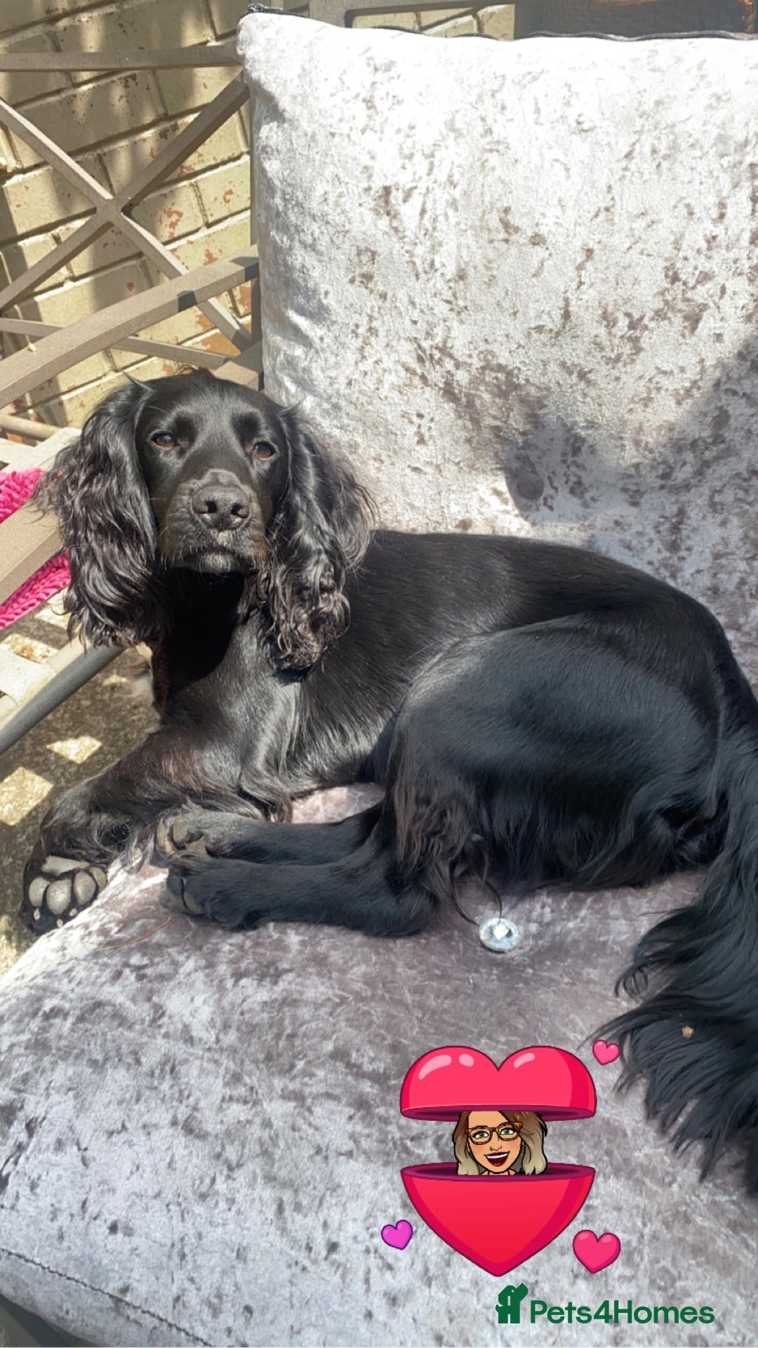 Cocker Spaniel dogs for stud: KC registered Cocker Spaniel Striker for stud - Image 15