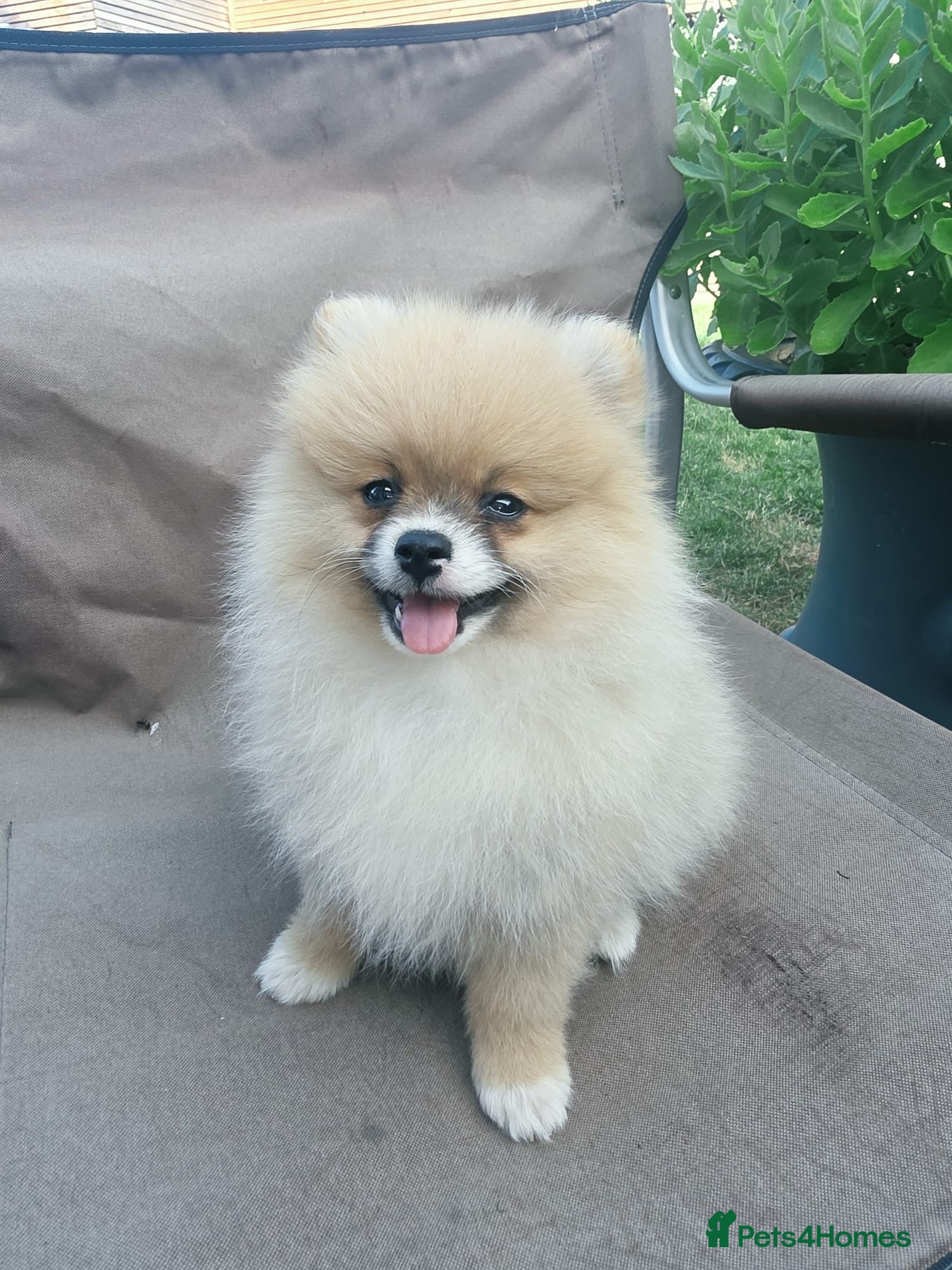 Pomeranian dogs Beautiful pomeranian  puppies ready to go - Advert 12