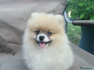 Pomeranian dogs Beautiful pomeranian puppies ready to go - Advert 12