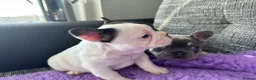 French Bulldog dogs for sale: STUNNING FRENCH BULLDOG PUPPIES - Advert 20