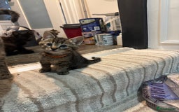 Mixed Breed cats for sale: 2 Beautiful Tabby Female Kittens - Image 7