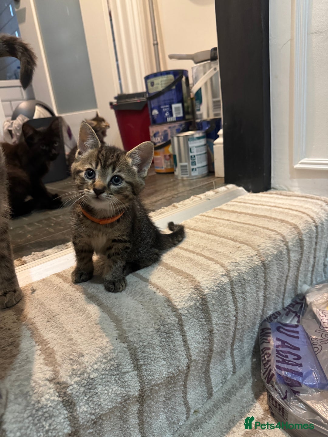 Mixed Breed cats for sale: 2 Beautiful Tabby Female Kittens - Image 7