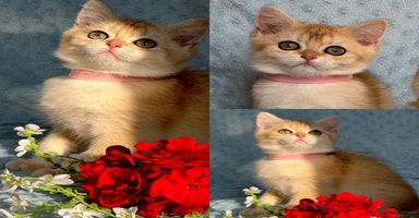 British Shorthair cats - Advert 16