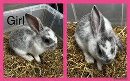 French Lop rabbits for sale: Beautiful French Lop Rabbits ready 13/08/2025 - Image 3