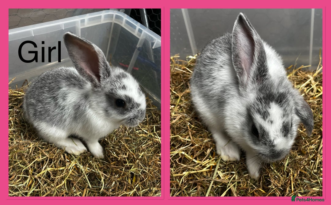 French Lop rabbits for sale: Beautiful French Lop Rabbits ready 13/08/2025 - Image 3