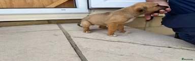 Mixed Breed 7