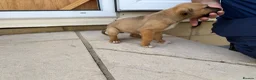 Mixed Breed dogs for sale: Puppies Ready to go the 31st - Advert 19