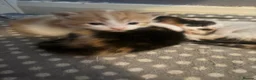 Mixed Breed cats for sale: Fluffy little kittens  - Advert 12