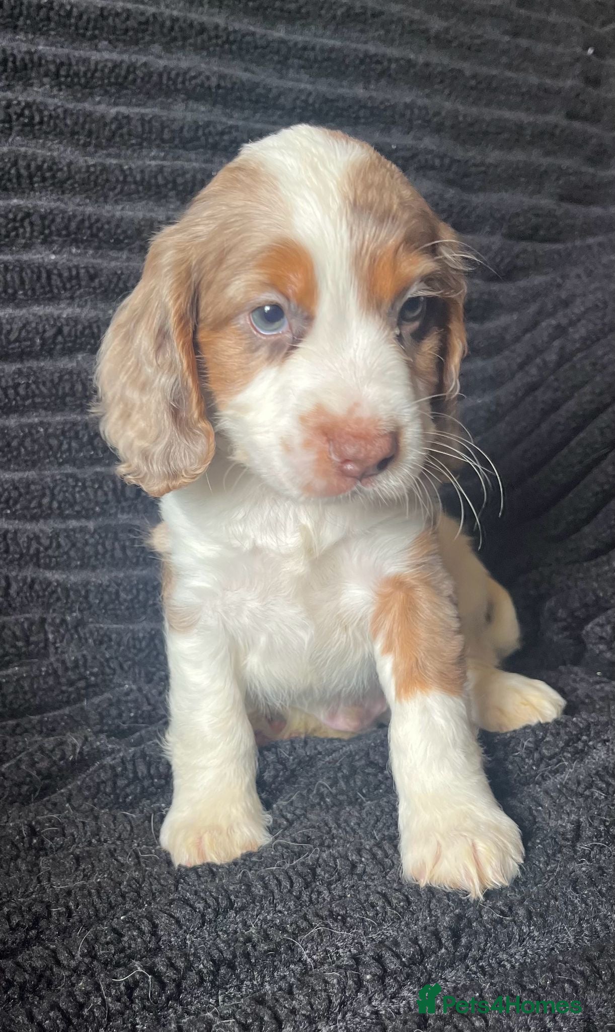 Cocker Spaniel dogs Cocker spaniel puppies (merle) for sale - Advert 1