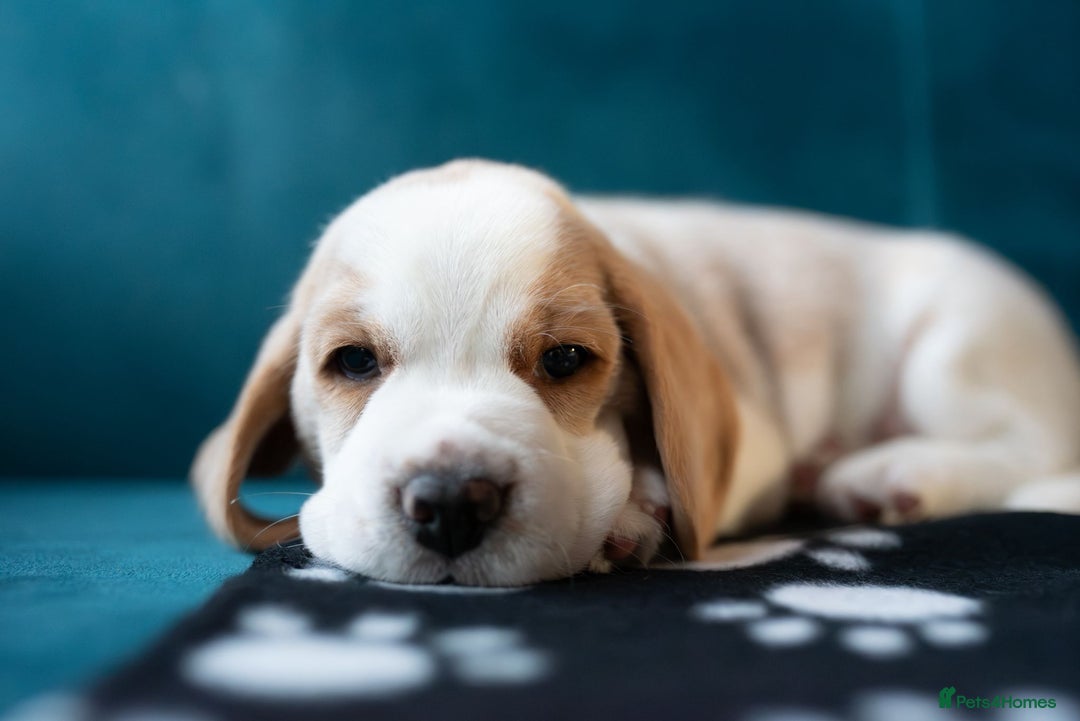 Beagle dogs for sale: Adorable Beagle Puppies for Sale - Advert 6