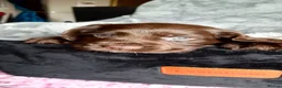 Cocker Spaniel dogs for sale: KC registered Working Cocker Spaniel pups - Advert 12