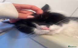 Domestic Shorthair cats for sale: Salvy/salvaltore - Image 2