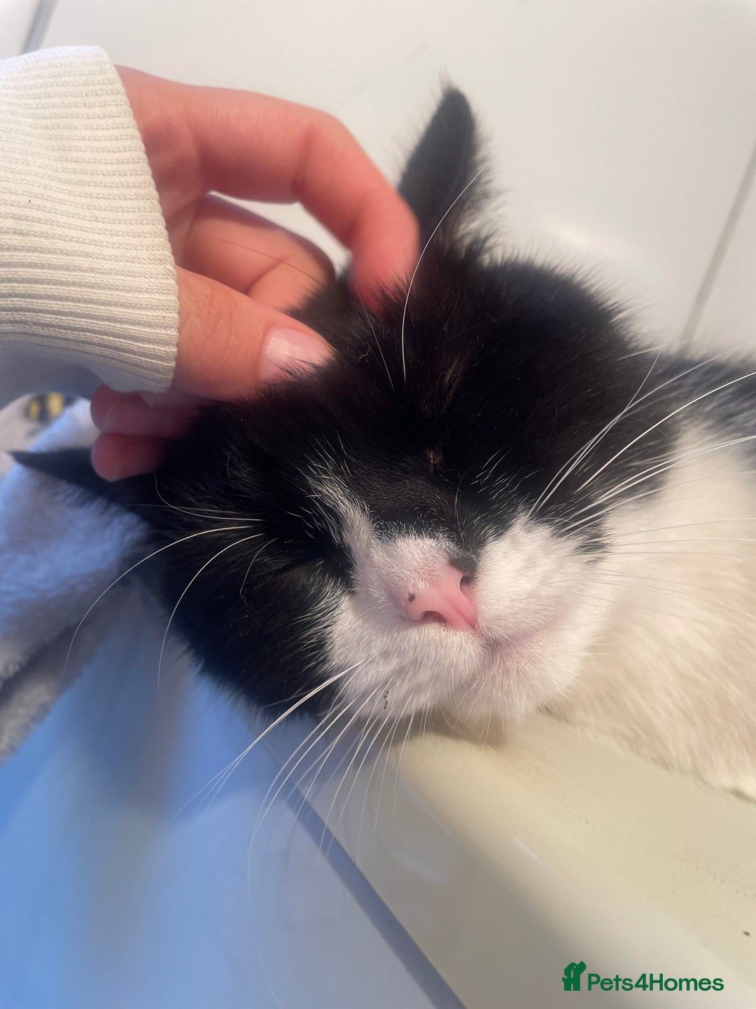 Domestic Shorthair cats for sale: Salvy/salvaltore - Image 2