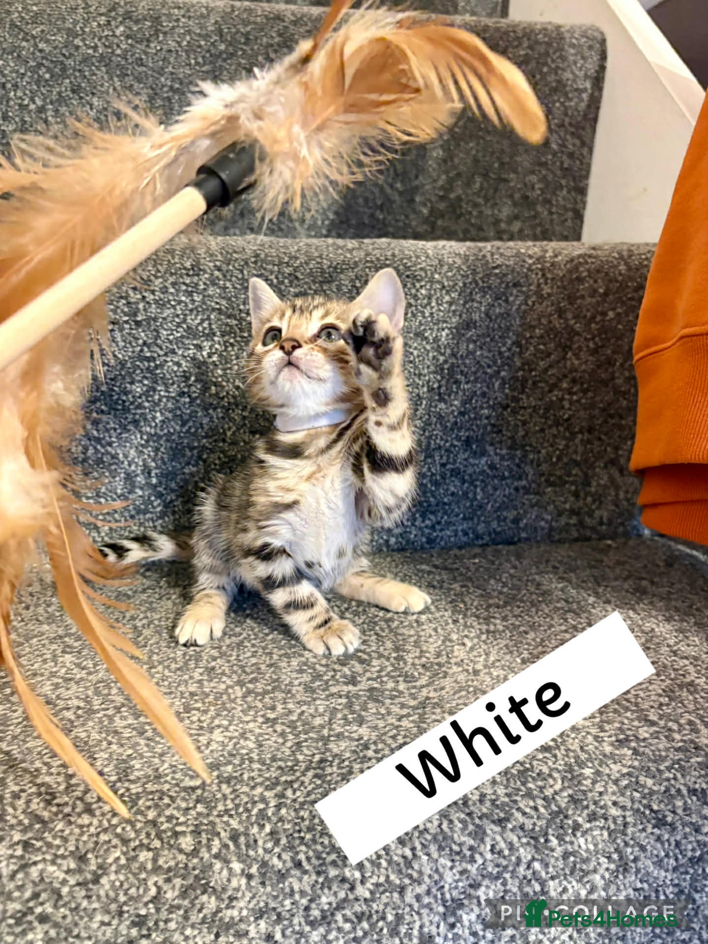 Bengal cats Beautiful Bengal Kittens for sale - Advert 2