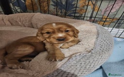 Cocker Spaniel dogs for sale: Health Tested Cocker spaniel puppies  - Advert 17