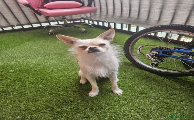 Pomchi dogs - Advert 1
