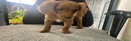 Cockapoo dogs for sale: Toy Poodle Cross Puppies, Mum & Dad Seen, London - Advert 27
