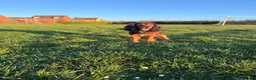 Mixed Breed dogs for stud: Proven Sprocker Spaniel For Stud - Advert 2