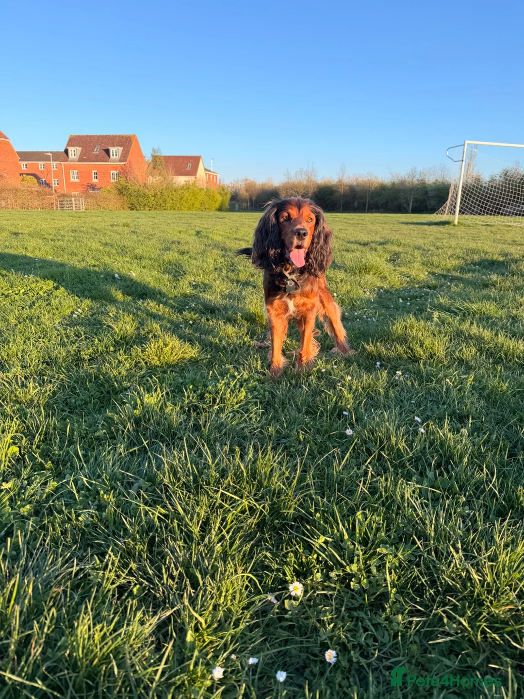Mixed Breed dogs for stud: Proven Sprocker Spaniel For Stud - Advert 2