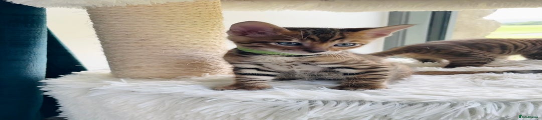 Toyger Kitten 2