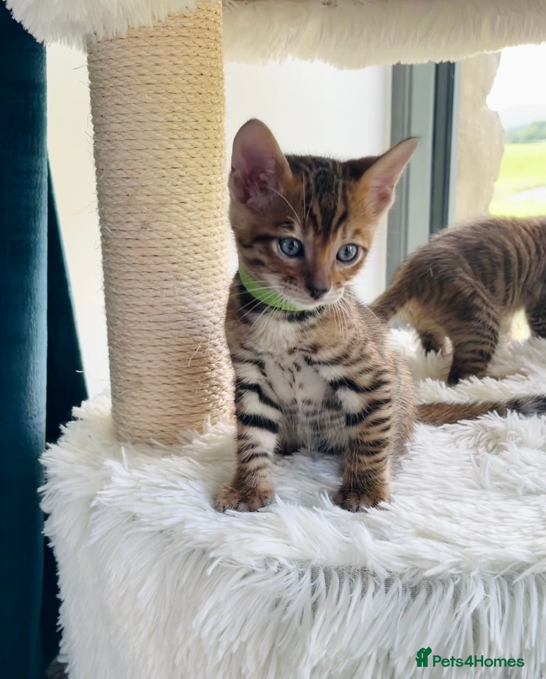 Toyger cats for sale: Full Pedigree Toyger Kittens Last Litter of 2025 - Image 4