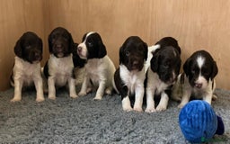 English Springer Spaniel dogs for sale: Stunning Liver & White Springer Spaniel puppies  - Image 5