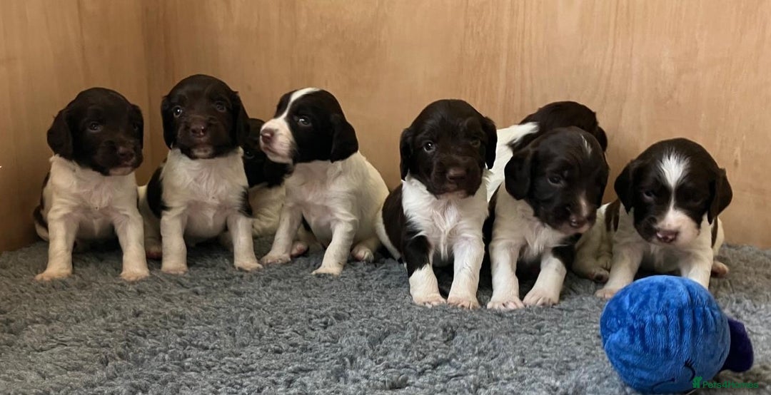English Springer Spaniel dogs for sale: Stunning Liver & White Springer Spaniel puppies  - Image 5