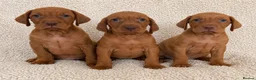 Hungarian Vizsla dogs for sale: Remarkable KC registered Visla puppies  in Stockport - Advert 7