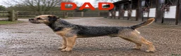 Border Terrier dogs for sale: Beautiful Borders - Advert 3