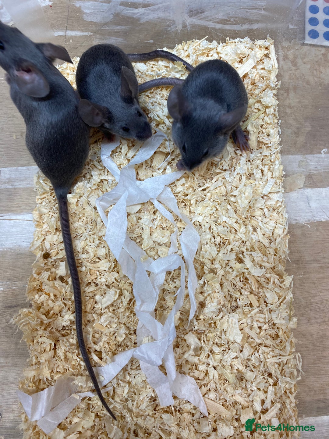 Mouse rodents for sale: Male and Female Fancy Mice - Advert 3