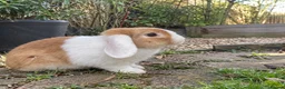 Mixed Breed rabbits for sale: Various rabbits for sale  - Advert 8