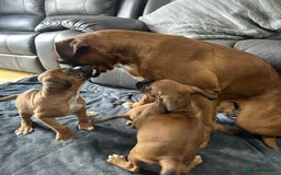 Boxer dogs for sale: BEAUTIFUL BOXER PUPPIES (HEARTSCORED PARENTS) - Image 11