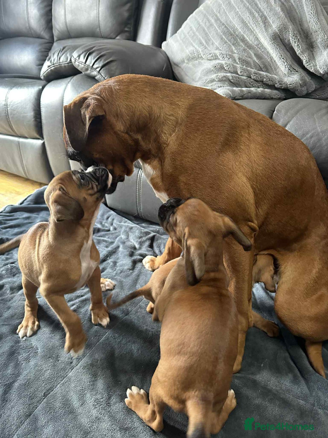 Boxer dogs for sale: BEAUTIFUL BOXER PUPPIES (HEARTSCORED PARENTS) - Image 11