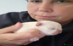 French Bulldog dogs for sale: Female White french bulldog - Image 12