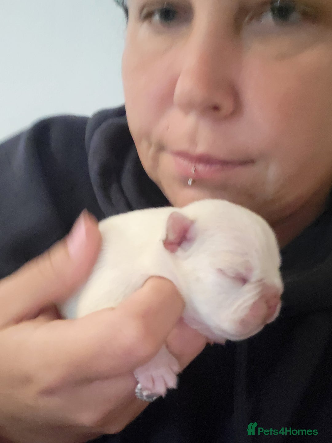 French Bulldog dogs for sale: Female White french bulldog - Image 12