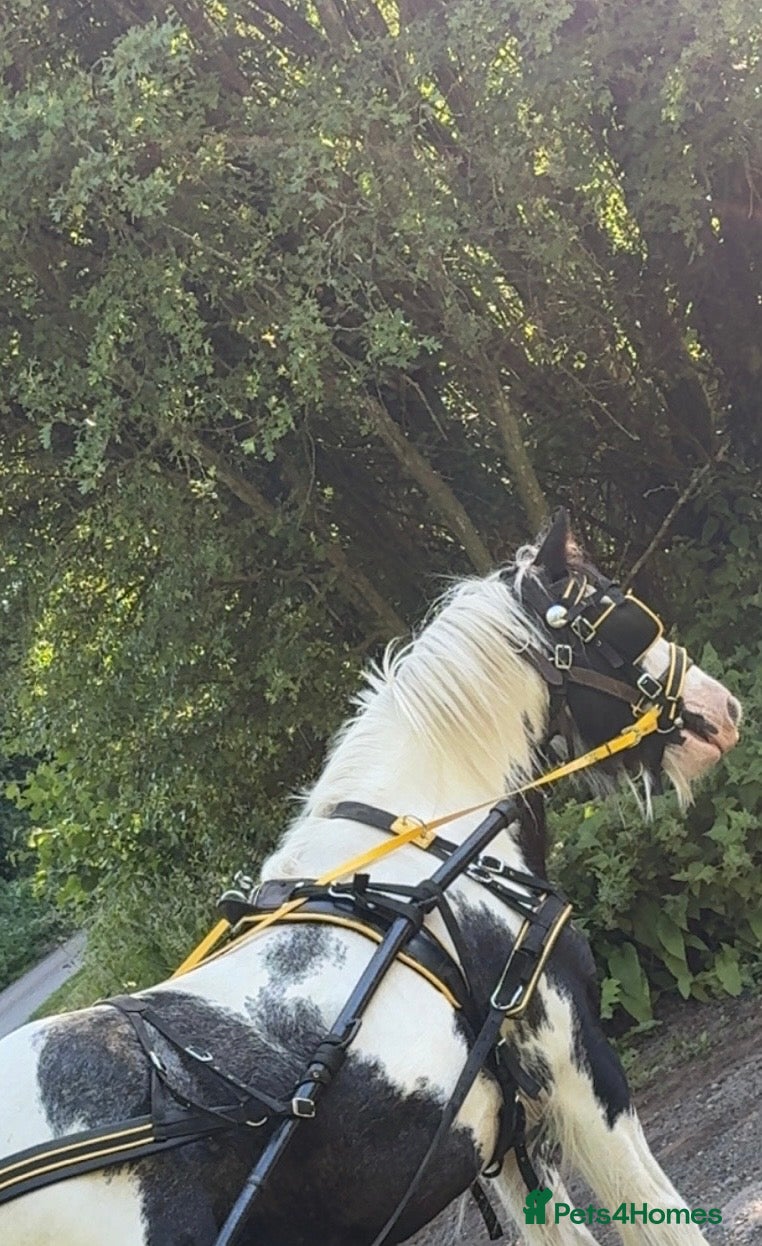 Irish Cob horses 13h driving cob mare clam in all ways  - Advert 8