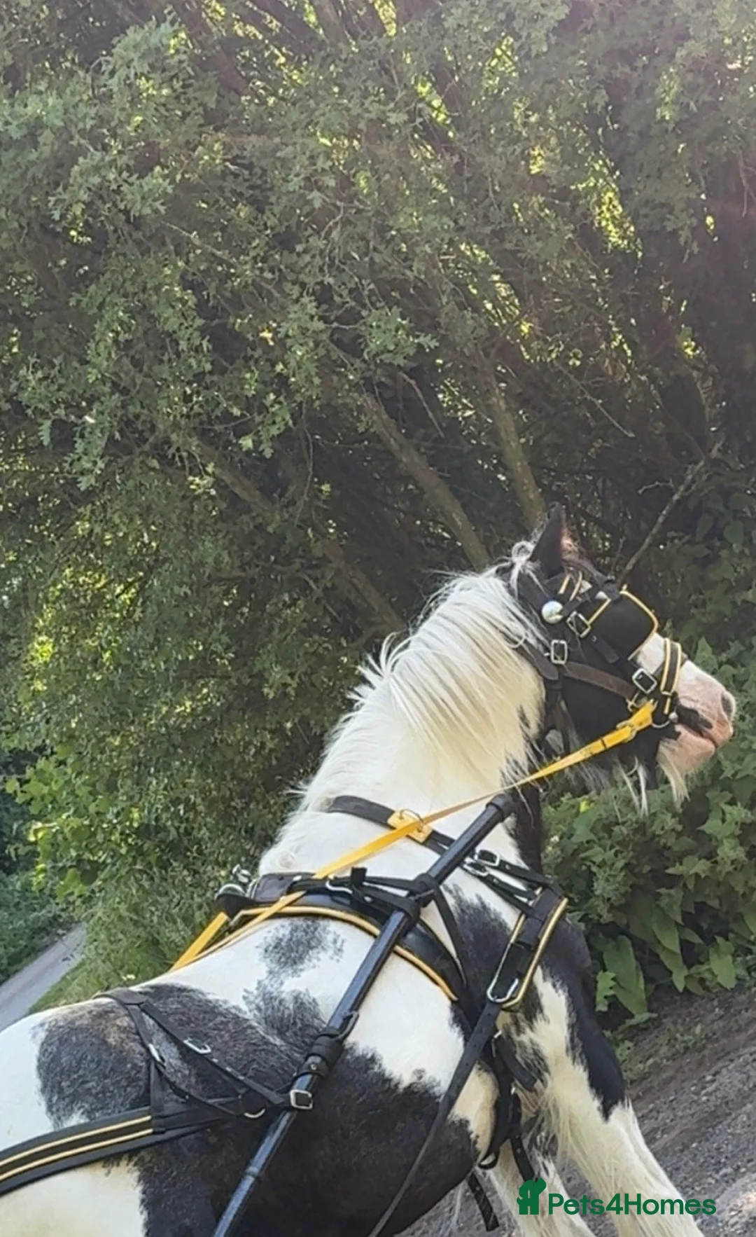Irish Cob horses for sale: 13h driving cob mare clam in all ways  in Kidderminster - Advert 1