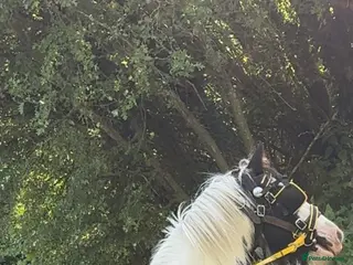 Irish Cob horses 13h driving cob mare clam in all ways - Advert 8