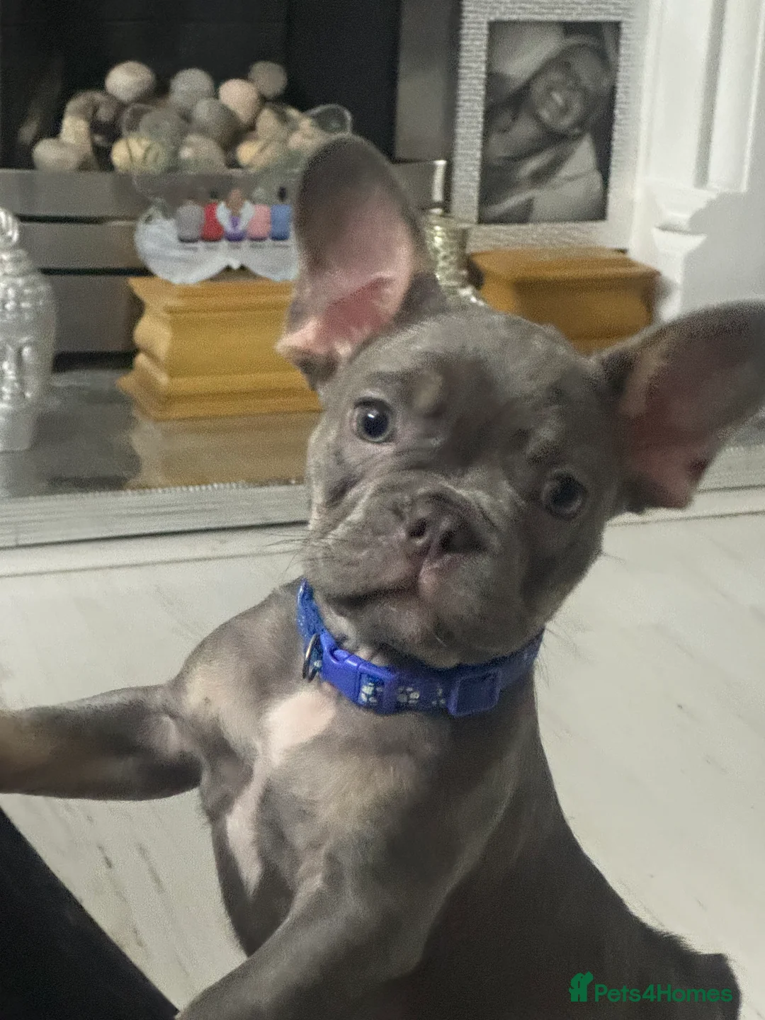 French Bulldog dogs for sale: Outstanding male lilac and tan  - Advert 3