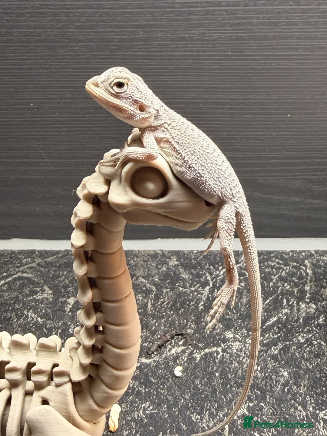 Bearded Dragon reptiles for sale: Stunning Baby Bearded Dragon is ready to go! - Advert 10