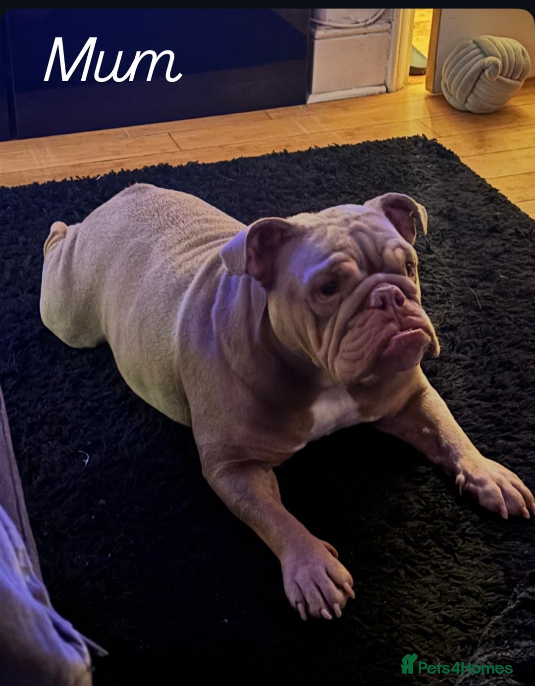 English Bulldog dogs for sale: 2 English bulldog 'lilac' puppies READY 8TH DEC 25 - Advert 14