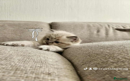 Ragdoll cats for sale: 🐾🌸GCCF Adorable purebred Ragdoll Kittens🌸🐾 - Image 10