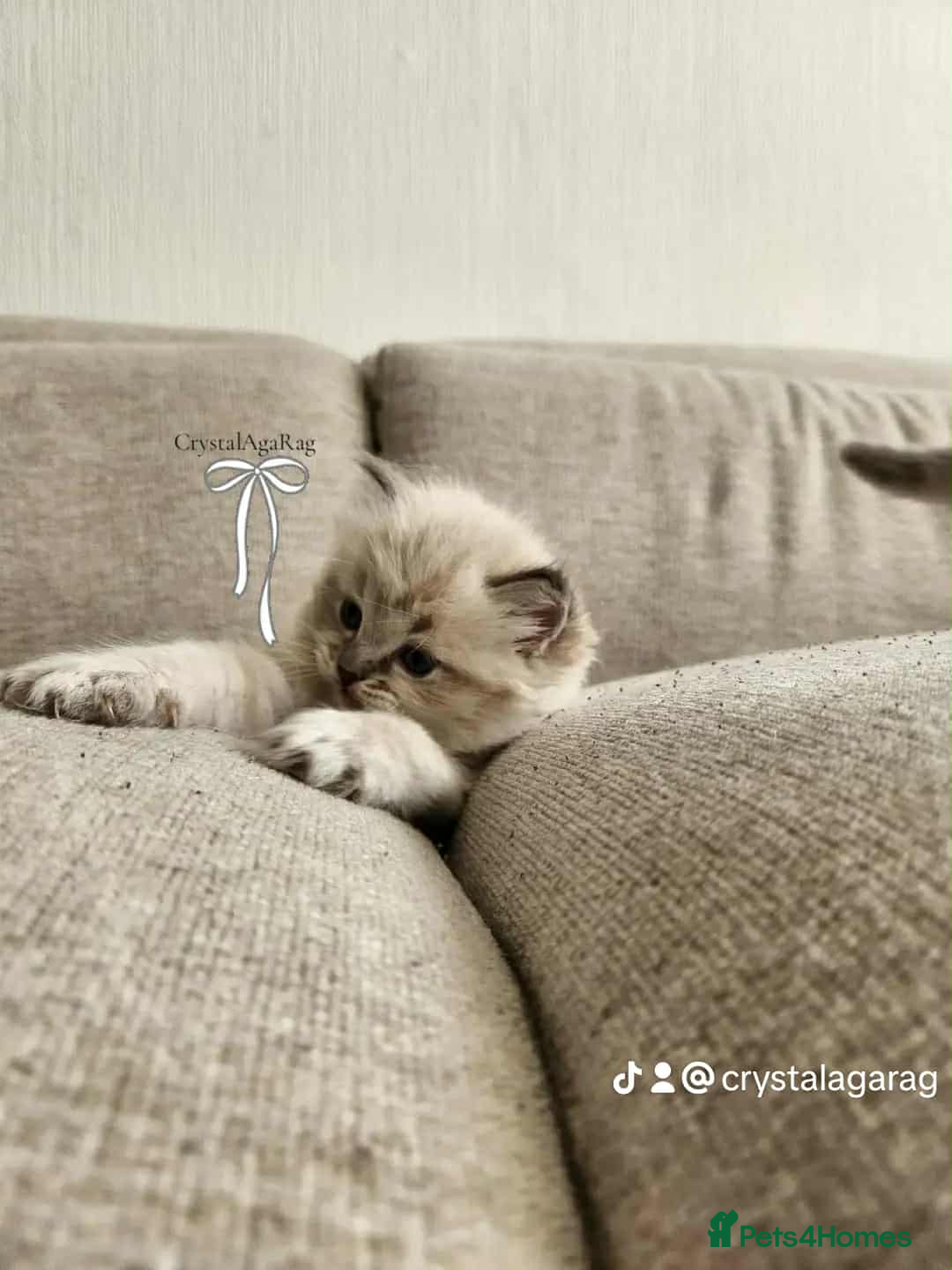 Ragdoll cats for sale: 🐾🌸GCCF Adorable purebred Ragdoll Kittens🌸🐾 - Image 10