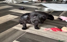 Patterjack dogs for sale: 4 lovely patterjacks  - Image 20