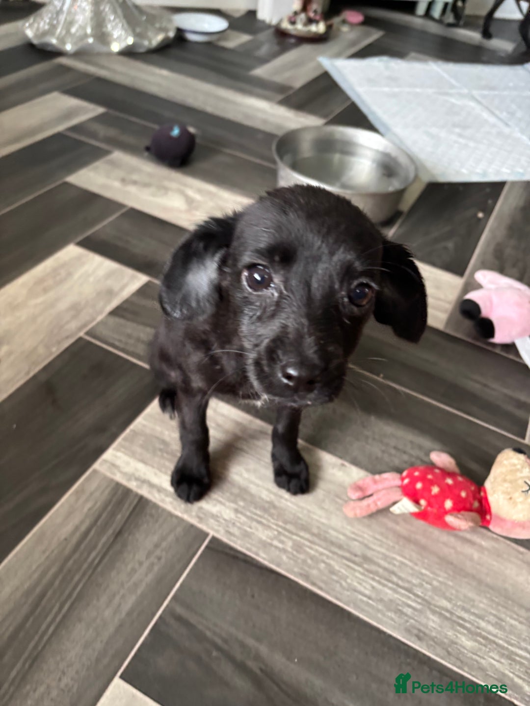 Patterjack dogs for sale: 4 lovely patterjacks  - Image 20