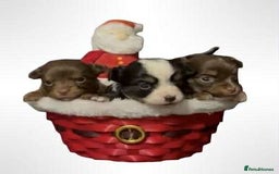 Chihuahua dogs for sale: Chihuahua puppies READY DECEMBER - Advert 1