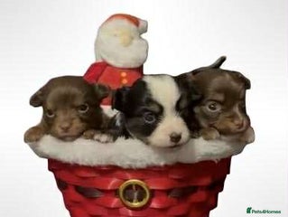 Chihuahua dogs Chihuahua puppies READY DECEMBER - Advert 18